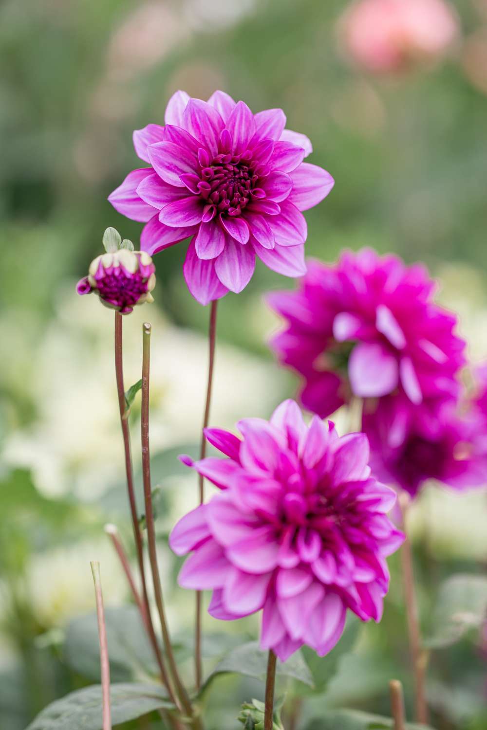 Dahlia 'Blue Bell'